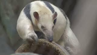 Tamandua  San Diego Zoo [upl. by Verlie588]