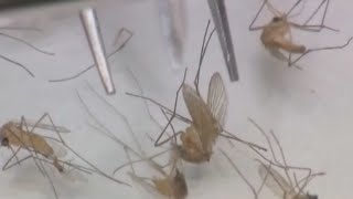 First human case of West Nile Virus reported in DuPage Co [upl. by Radbourne]