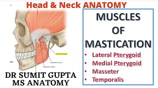 MUSCLES OF MASTICATION  Medial Pterygoid  Masseter  Temporalis [upl. by Aierb]