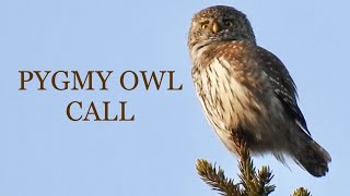 Pygmy Owl Call [upl. by Ettennor10]