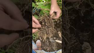 Nematods treatment free of cost gardening nematods nematodes gardeningtips plantsadda nature [upl. by Firestone]