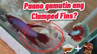 CLAMPED FINS  How to cure clamped fins Saltbath treatment bettafish [upl. by Tnahs]