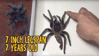 Fresh Molt Adult Female Brachypelma Vagans 17cm [upl. by Ettigirb]