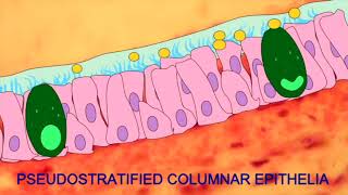 Cell Modification [upl. by Llerrit]