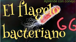 El flagelo bacteriano explicación [upl. by Reivazx717]