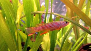 killifish Aphyosemion striatum [upl. by Diogenes132]