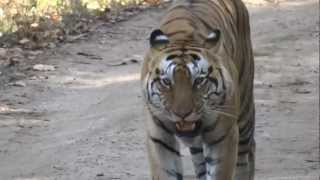 Male tiger in Kanha calling for a mate [upl. by Diamond]