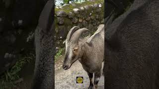 Nilgiri Tahrവരയാട് 😍❤️ youtubeshorts trendingvideos nilgiris keralaturisam travel [upl. by Ketti881]