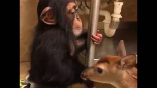 Baby chimpanzee is making friend with a fawn [upl. by Redienhcs]