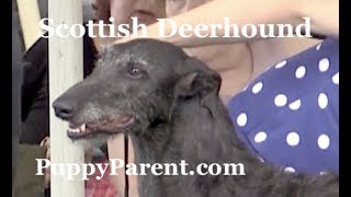 Scottish Deerhound [upl. by Ayital]