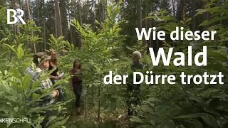 Bäume retten im Klimawald VorzeigeProjekt gegen Dürre  Frankenschau  BR [upl. by Nilre]