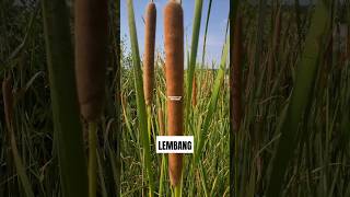 TANAMAN LEMBANG ‼️ Typha angustifolia lembang typhaangustifolia embet obor [upl. by Aihsekin]