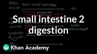 Small intestine 2 Digestion  Gastrointestinal system physiology  NCLEXRN  Khan Academy [upl. by Eelnayr]