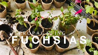 How to Propagating Fuchsias on How to Grow a Garden with Scarlett [upl. by Zeuqcaj]