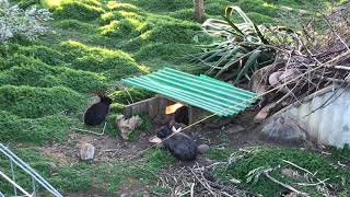 ACB Conigli allevamento in buca  Primi Raggi di Sole  Rabbits rearing in the hole [upl. by Artinad761]