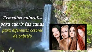 Tintes naturales y caseros para pintar las canas para cabello  negro castaño rubio pelirrojo [upl. by Olney505]