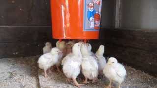 How to Install Chicken CageStep 3 water line and feeder trough [upl. by Lait829]