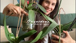 🌱 Cultivar orquídeas en agua te aconsejo cuándo y cómo hacerlo  Infojardineriaes [upl. by Elem884]