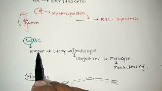 Blood Cells  Blood  3  RBC  WBC  Platelets  Pharma Notes  V V Bopinwar [upl. by Gore]