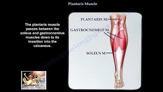 Plantaris Muscle  Everything You Need To Know  Dr Nabil Ebraheim [upl. by Nalced51]