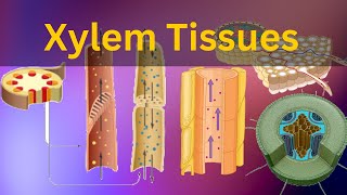 Xylem Tissues Vascular tissues What are xylem tissuesBiology [upl. by Siddra]