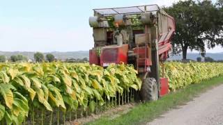 Spapperi Srl  Raccoglitrice Tabacco RA 632  Tobacco Harvester RA 632 [upl. by Spragens]