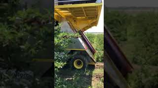 Бране на вишни Littau Harvester ORXL picking sour cherries in Bulgaria [upl. by Marin462]