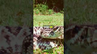 The Terrifying Eastern Diamondback Rattle Snake [upl. by Artina]