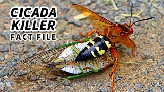 Cicada Killer Wasp Facts they EAT cicadas  Animal Fact Files [upl. by Mcleod398]