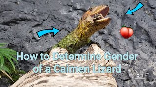 Sexing Caiman Lizards Dracaena guianensis [upl. by Airdnahc889]