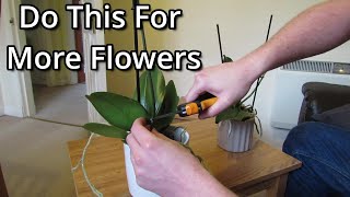 How to get your Phalaenopsis orchids to flower again [upl. by Erej766]