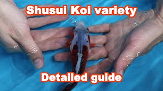 Selecting Shusui – Koi Fish tutorial KOI GUIDE [upl. by Abita]