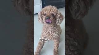 푸들이 옹알이를 한다 강아지 강아지브이로그 강아지일상 dog 푸들 poodle [upl. by Thurber710]