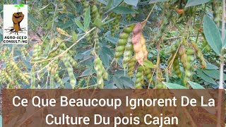 Ce Que Beaucoup Ignorent De La Culture Du pois Cajan [upl. by Dallis]