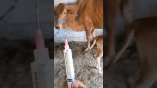 cow cowes edmbass animals cowcows goat goatmedicine edmmusic music vlog [upl. by Octavia105]