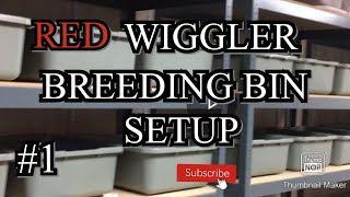 Setting up a red wiggler breeder bin 1 redwigglers wormcomposting [upl. by Nancey]