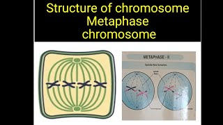 Metaphase chromosome  st of chromosome  Msc Botany neet tgt pgt  medical entrance [upl. by Adnauq]