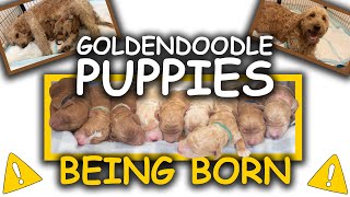 Goldendoodle Puppies Being Born  WARNING Graphic Content [upl. by Immaj]