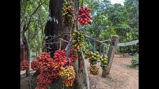 ផ្លែឈើព្រៃរបស់អ្នកស្រុកអង្គរ [upl. by Declan]