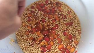 How To Make Rosehip Wine [upl. by Winsor153]