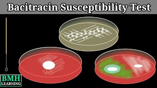 Bacitracin Susceptibility Test  Bacitracin Test For Streptococcus Pyrogenes [upl. by Freyah]