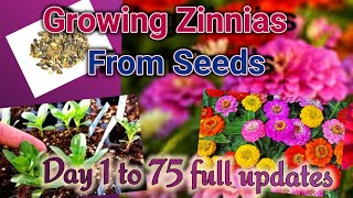 How to grow Giant Zinnias from Seeds Starting seeds to Flowering full Updates Day 0 to 75 [upl. by Annavas]