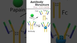 Antibody structure animation antibody [upl. by Werby758]