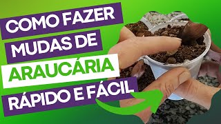 COMO FAZER MUDAS DE ARAUCÁRIA Rápido e Fácil How to plant Araucaria [upl. by Dagley]