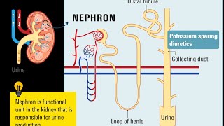 Renal Pharmacology 1  MBBS 2nd Year Pharmacology [upl. by Annoyik720]