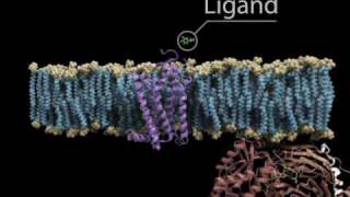 G Protein Cycle with titles [upl. by Collier]