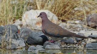 Laughing Dove palm dove  Spilopelia senegalensis צוצלת [upl. by Ennagrom]