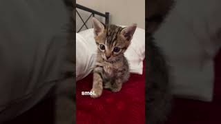 smol fella meow cats shorts trending viral smol meow [upl. by Iramat144]