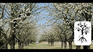 alte Obstbäume schneiden  lange ungeschnittene Bäume in Form bringen auf der Streuobstwiese [upl. by Yoccm]