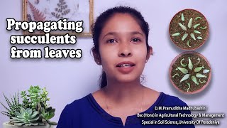 quotsucculentsquot පත්‍ර මගින් ප්‍රචාරණය propagating succulents from leaves [upl. by Leikeze]